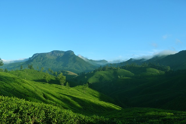 munnar-1639120_640.jpg