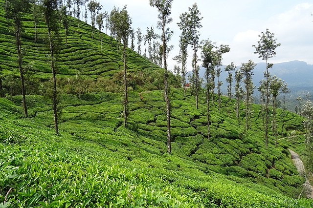 tea-garden-1396425_640.jpg